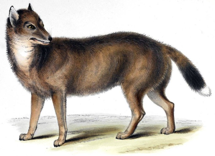 El ‘lobo’ de las Malvinas que desconcertó a Darwin en realidad se parecía más a un chacal