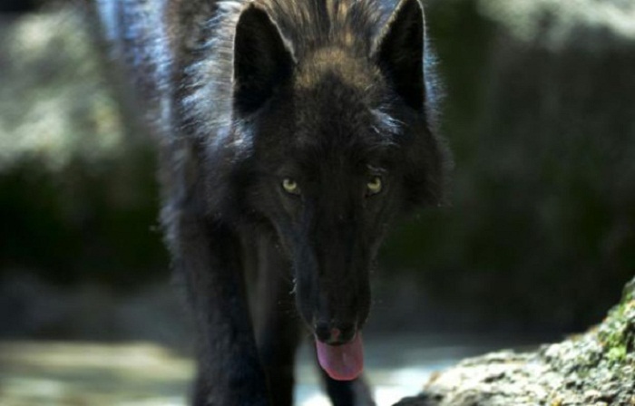 Un loup capturé pour la première fois en Colombie