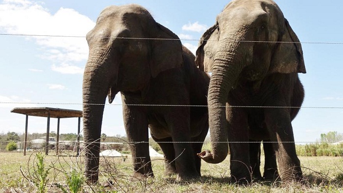 Limousin : une maison de retraite pour éléphants ouvrira en 2017