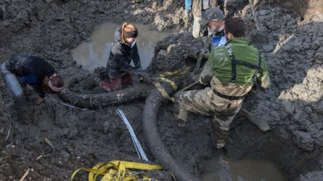 Michigan farmers discover woolly mammoth skeleton - PHOTOS