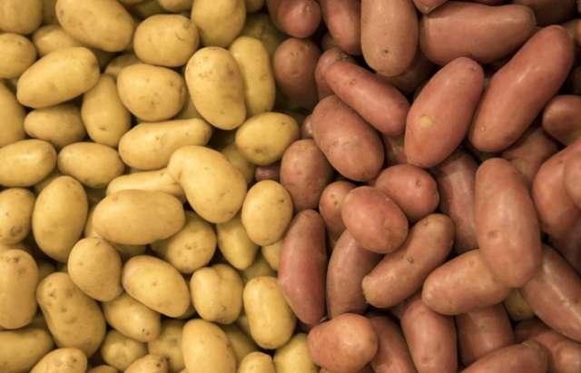 Wissenschaftler beweisen Möglichkeit, Kartoffeln auf Mars zu pflanzen