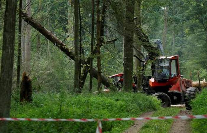 La Pologne défie l'UE en abattant la dernière forêt vierge d'Europe