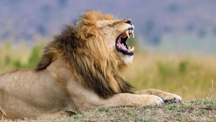 Les selfies, un danger pour les animaux sauvages