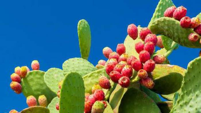 Le cactus, un aliment d'avenir
