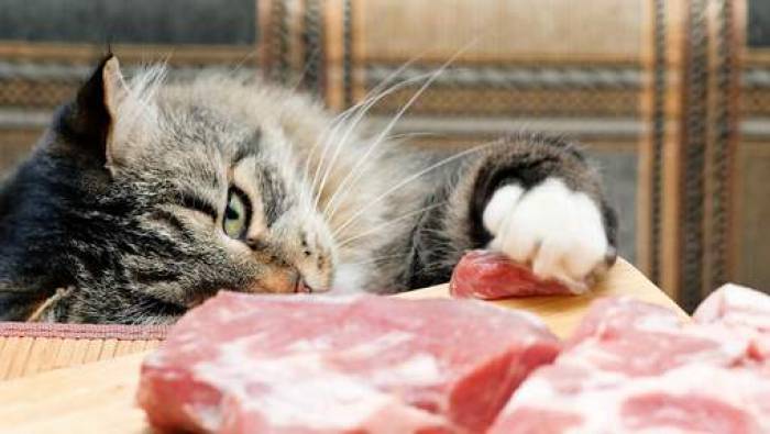 Vous ne devriez pas donner de la viande crue à votre chat