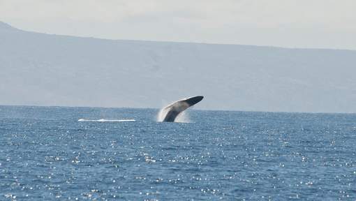Nouveau rejet d`un sanctuaire pour baleines dans l`Atlantique