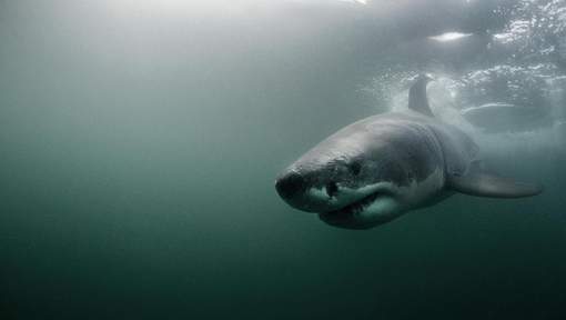 Un surfer mordu par un requin en Australie