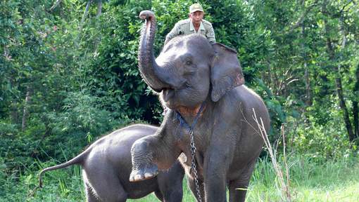 A Sumatra, des éléphants patrouillent pour sauver leurs cousins sauvages