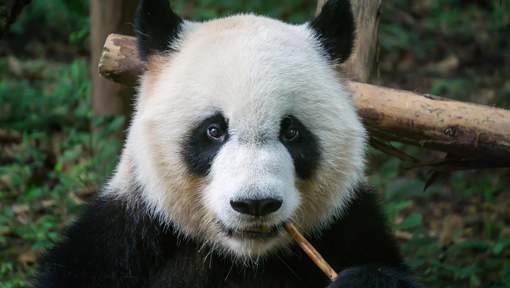 Pourquoi le panda géant est-il menacé?