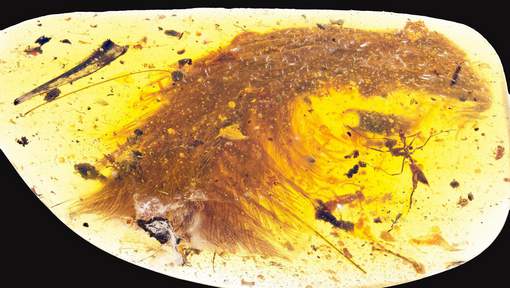 Clin d`oeil à `Jurassic Park`: une queue de dinosaure retrouvée dans de l`ambre