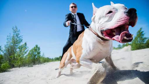 Le fils du nouveau président gambien dévoré par quatre pitbulls