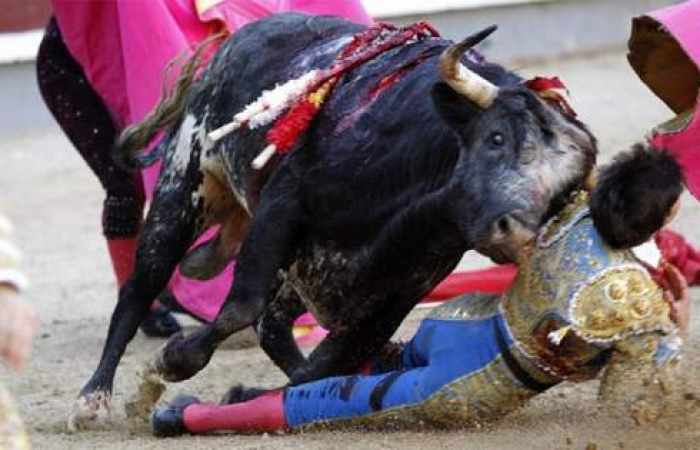 Un taureau encorne le visage d'un torero à Madrid