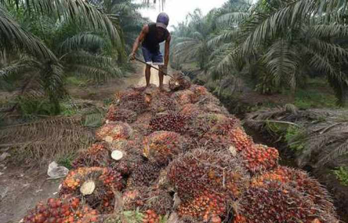 Les eurodéputés veulent encadrer l'huile de palme pour éviter la déforestation