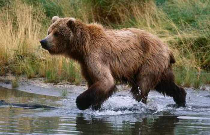 Protestations contre la chasse dans des réserves en Alaska