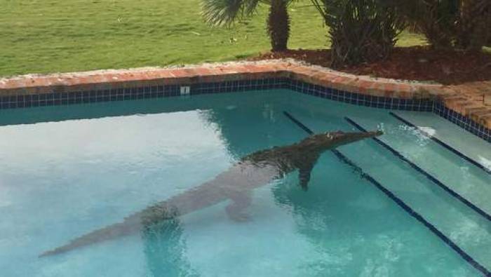 Attaqué par un crocodile dans la piscine de son hôtel