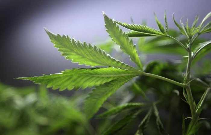 Medical marijuana approved in RI for children, adults with autism