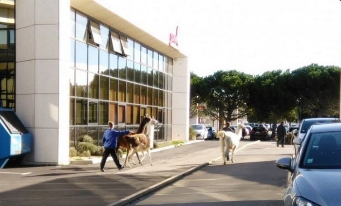 Narbonne: Les animaux d`un cirque s`échappent de leurs enclos