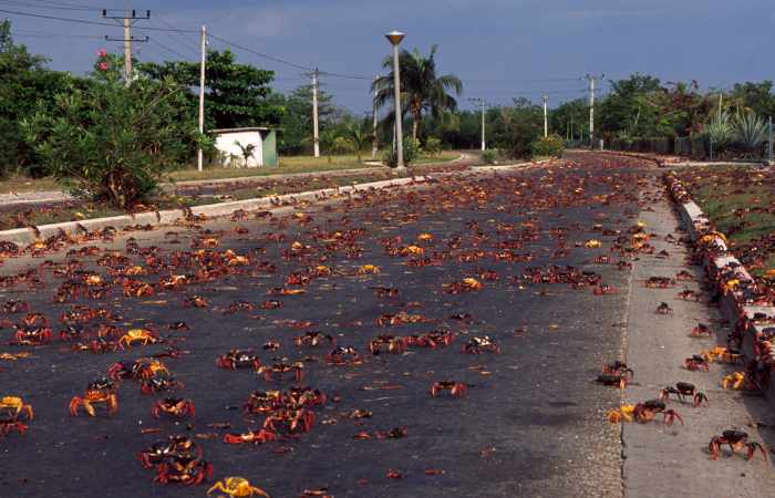 Migrations de crabes à Cuba - No Comment