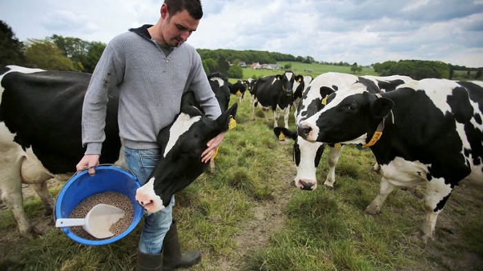 Der Preis der billigen Milch