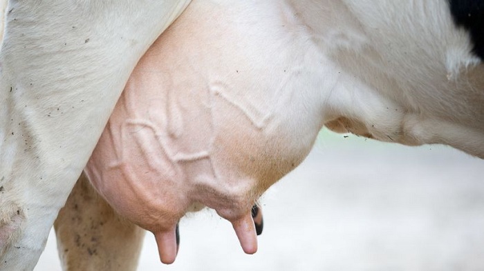 Milchbauern fordern Steuerung der Milchmenge