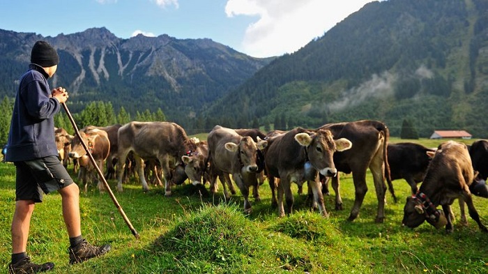 Mindestens 100 Millionen Euro Soforthilfe für Milchbauern