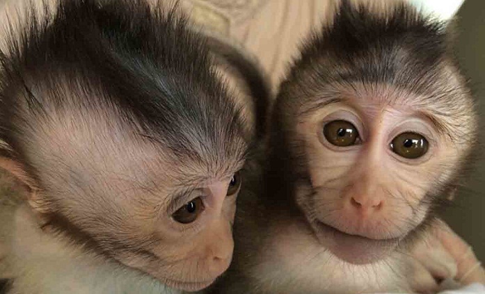 Will creating monkeys with autism-like symptoms be any use?