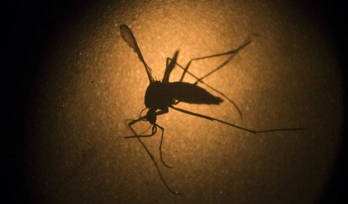 Gobierno de Chile evalúa técnicas para erradicar mosquito del dengue en la Isla de Pascua