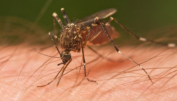   Why some mosquitoes   prefer   humans  