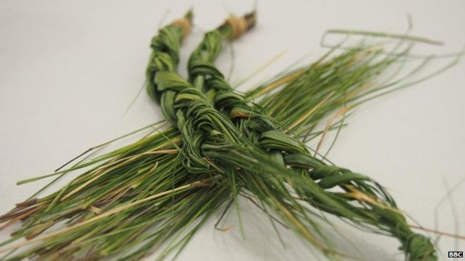 Sweet-smelling secrets of mosquito-repellent grass