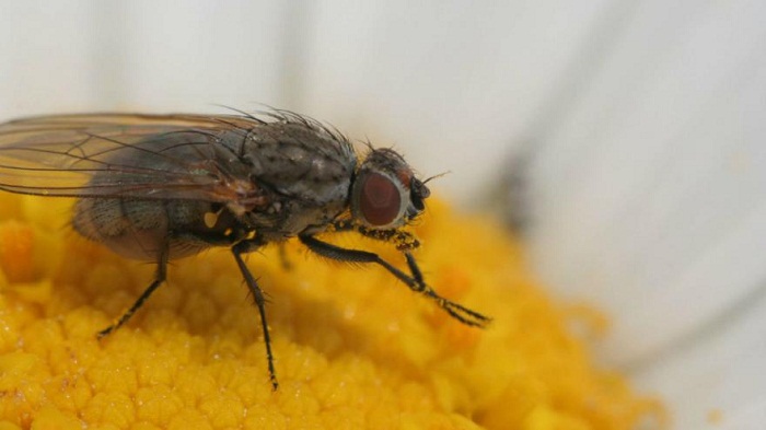 Pourquoi les mouches se frottent-elles les pattes ?