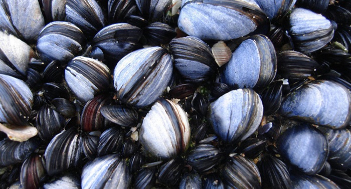 Les moules sont vouées à l`extinction