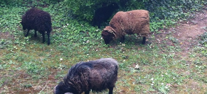 France/Toulouse: La Poste embauche 18 moutons