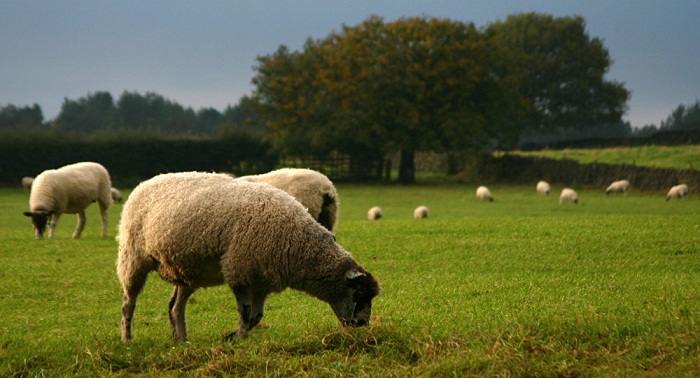 Des moutons défoncés sèment le chaos dans un village britannique