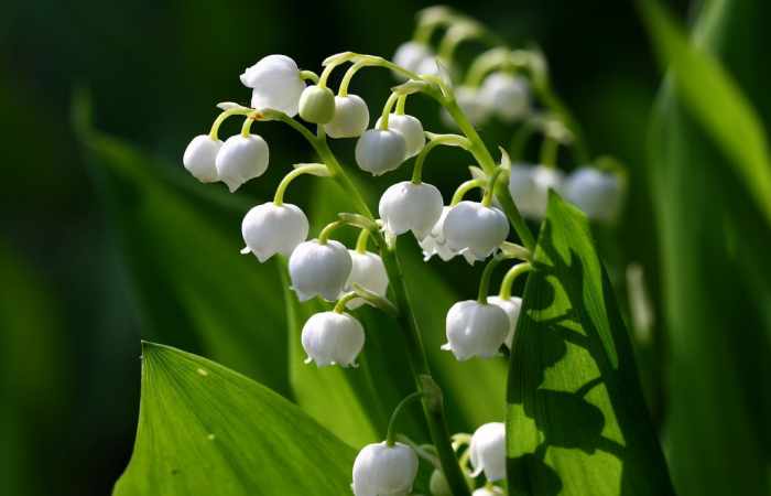 France: Pourquoi offre-t-on du muguet le 1er mai ?