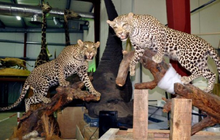 Seconde vie au musée pour des fauves naturalisés saisis par les douanes