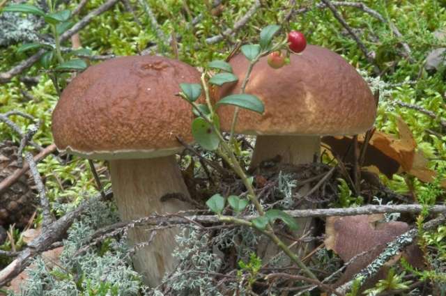 Mushrooms poison hundreds in Iran