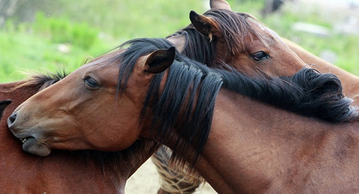 Massacrer 45 000 mustangs pour l’essor de l’agriculture