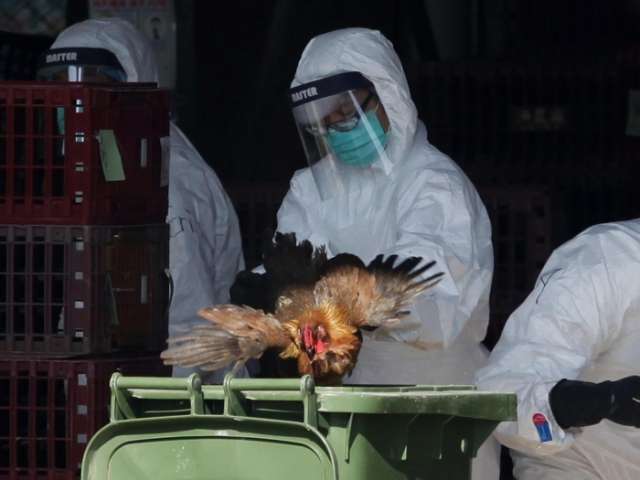 Scientists create 'mutant bird flu' to prepare for possible pandemic