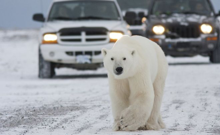 The polar bears are coming to town