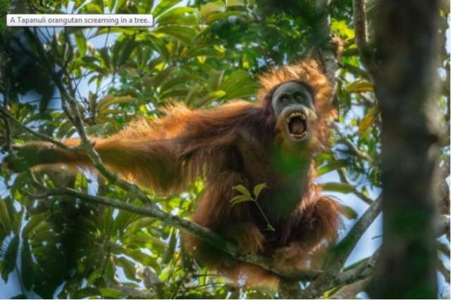 New orangutan species discovered in Indonesia
