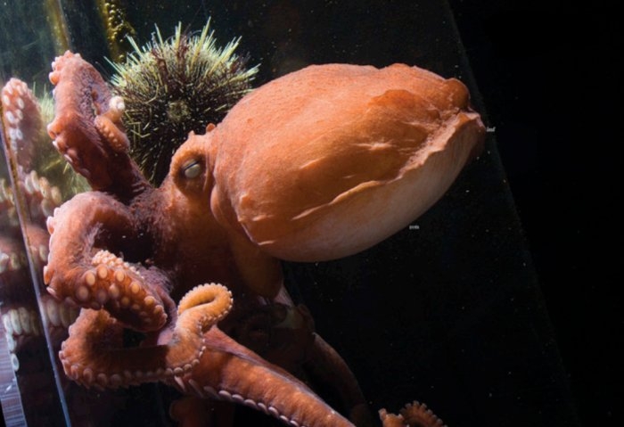 Scientists have discovered a brand new species of giant octopus hiding in plain sight