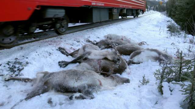 More than 100 reindeer dead in Norway after getting hit by freight train