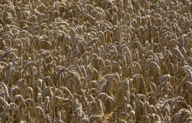 Weizenbrot und Nudeln ersetzen Reis auf asiatischen Tischen