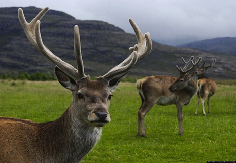 New Zealand study nears breakthrough in deer velvet health research