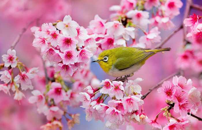 Les Japonais célèbrent le printemps