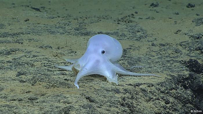 `Casper` the ghost octopus surprises scientists - VIDEO