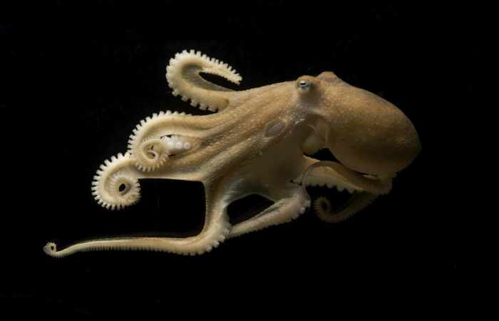 Octopuses and squids can rewrite their RNA. Is that why they’re so smart?