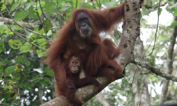 Bornean orangutan declared ‘critically endangered’ as forests shrink 