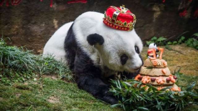 World's oldest captive panda Basi dies in China
