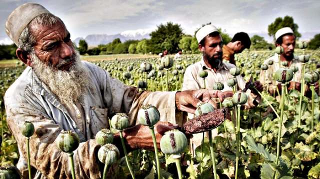 Opium für die Taliban
